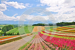 Beautiful flower field on the hill