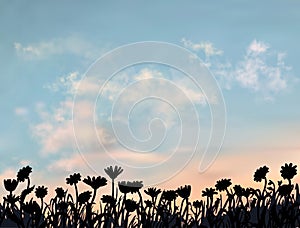 Beautiful flower field under the summer sunset sky with light clouds on it. Silhouettes of camomile in front of