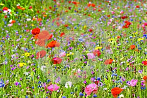 A beautiful flower field with a variety of colorful field flowers