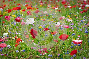 A beautiful flower field with a variety of colorful field flowers