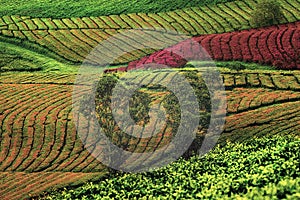 Beautiful Flower Fields