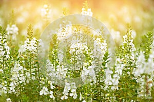 Beautiful flower fields