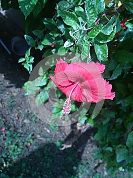 Habiscus Beautiful flower