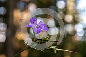 Beautiful flower in the forest with bokeh in the background