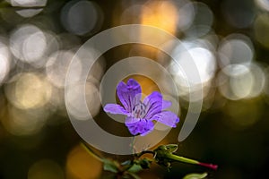Beautiful flower in the forest with bokeh in the background