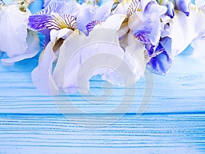 Beautiful flower fresh iris on blue wooden celebration decoration background frame greeting