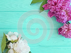 Beautiful flower fresh peonies on a blue wooden background, summer frame