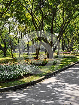 Beautiful flower garden in Bangkok Thaialnd