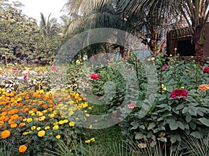A beautiful flower garden maintained by sarat sadan auditorium in Howrah West Bengal Kolkata India photo