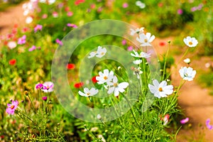 Beautiful flower garden on Mon Jam, Northern Thailand