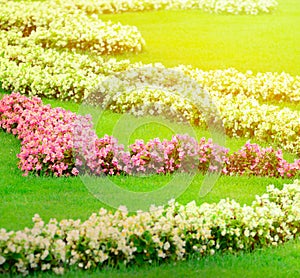 Beautiful flower garden in Schonbrunn palace - Vienna Austria