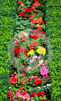 Beautiful flower garden in Schonbrunn palace - Vienna Austria