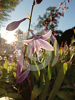 Beautiful flower in the garden at sunset