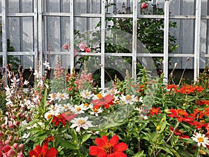 Beautiful flower garden with white wall background. Pink roses, red and white dahlia. Colorful flower bed in bloom.