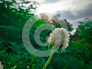 Beautiful flower with green background