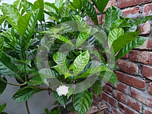 Beautiful Flower Green Background image wallpapers