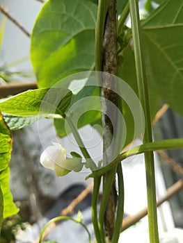 Beautiful flower of Green Beans