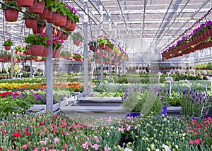 Beautiful flower green house. Florist working in garden center. Greenhouse for growing plant seedlings. Blooming plants in flower