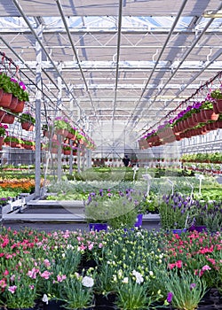 Beautiful flower green house. Florist working in garden center. Greenhouse for growing plant seedlings. Blooming plants in flower