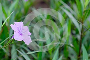 Beautiful flower green leaf background with copy space