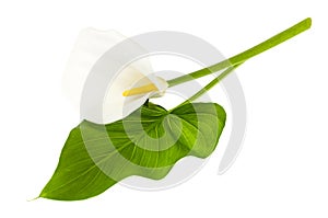 Beautiful flower and green leaf calla isolated on white background