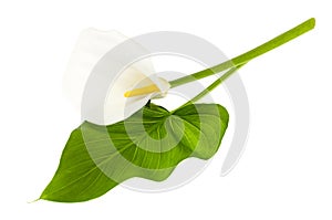Beautiful flower and green leaf calla isolated on white background photo