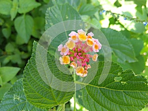 Beautiful flower with green nature background