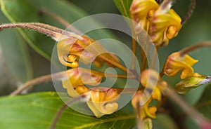 Beautiful flower of grevillea venusta photo