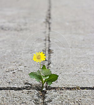 Beautiful flower growing on crack street