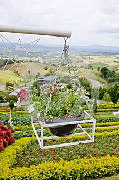 Beautiful flower hanging basket