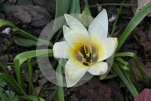 Beautiful flower head with 7 white petals and a yellow-black middle.