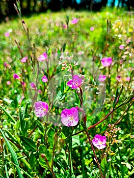 beautiful flower Hierba del Golpe