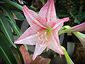 Beautiful flower Hippeastrum spp