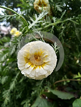 Beautiful flower in home garden.