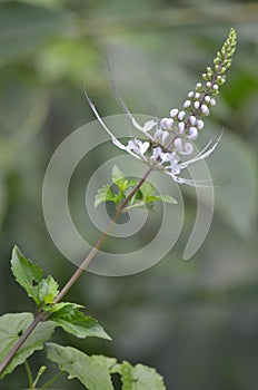 Beautiful flower with a honey bee in wild nature