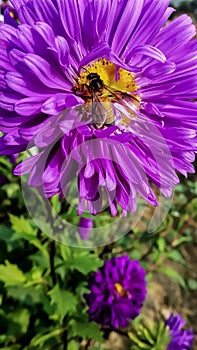 Beautiful flower with honey bee photo
