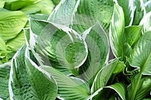 A beautiful flower hosta in the garden