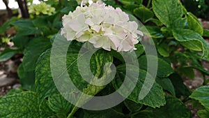 A beautiful flower hydrangea