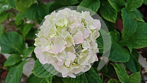 A beautiful flower hydrangea