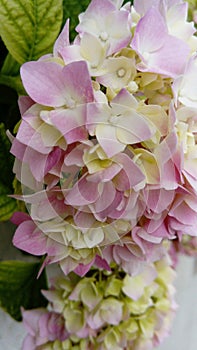 Beautiful flower of the hydrangea