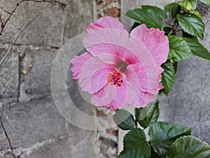 The Beautiful Flower of the Ibisco