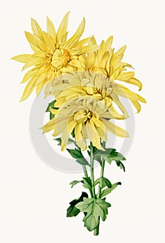 Beautiful Flower illustration