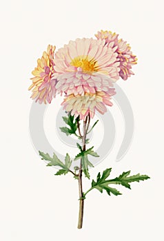Beautiful Flower illustration