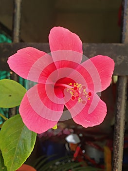A beautiful Flower in India