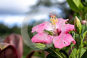 Beautiful flower with insect at the garden