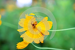 Beautiful flower with insect at the garden