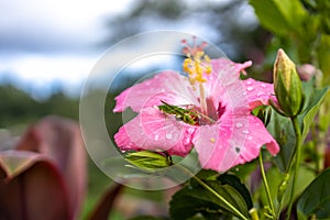 Beautiful flower with insect at the garden