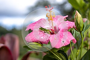 Beautiful flower with insect at the garden