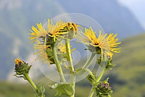 Beautiful flower of Inula helenium against the sky and mountains