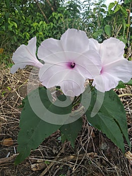 Beautiful flower ipomoea carnea or white morning glory blooming